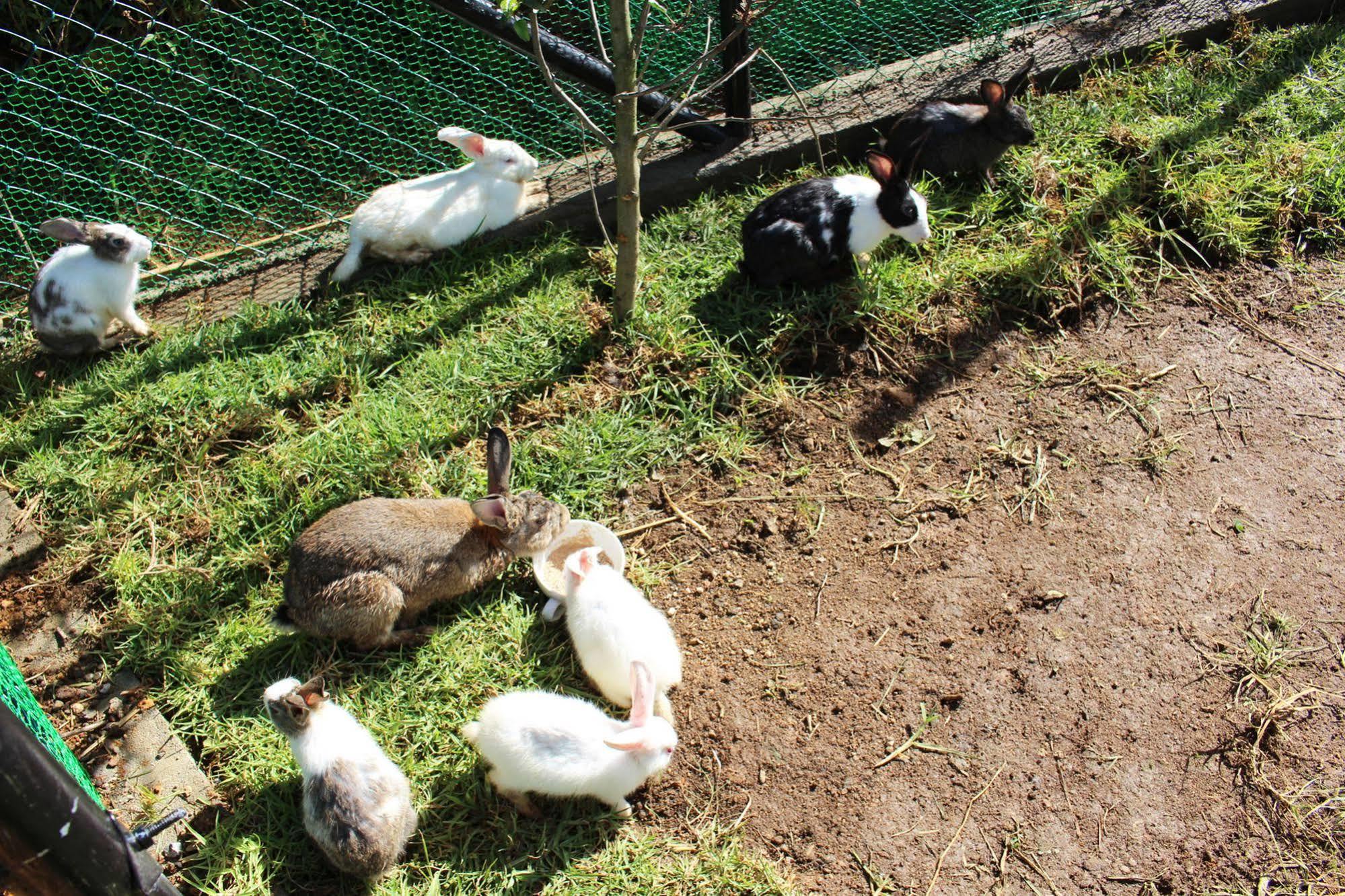 Senani Colonial Holiday Bungalow Nuwara Eliya Zewnętrze zdjęcie